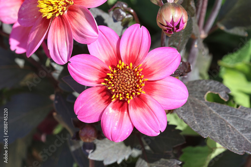 Dahlia [Dahlegria Tricolore] ('Dahlgr85') (Dahlegria Series). Close up of single dahlia wiht pink petals, red base and brown / yellow centre.  Contrasting purple foliage.  