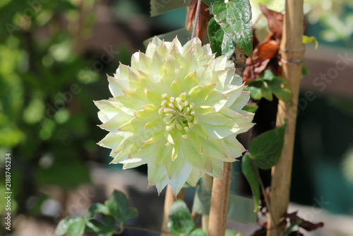 Canvastavla Clematis florida var