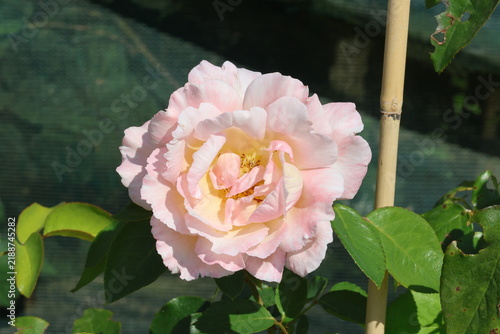 Photography Rosa 'Compassion'