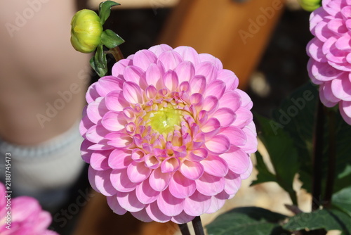 фотографія Dahlia 'Wizard of Oz'