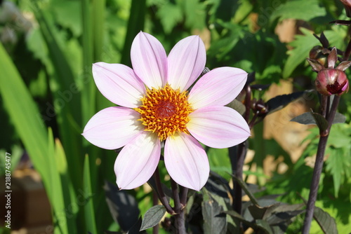 dahlia dahlegria pink flame. Gorgeous, delicate pink single simple dahlia flower with warm orange yellow centre and contrasting dark purple foliage and stem in background. 