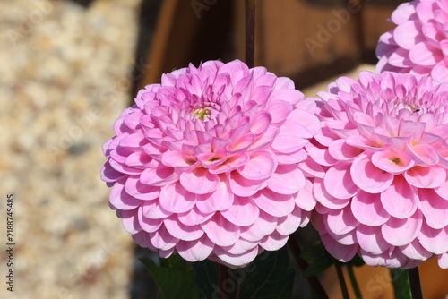 Fotografie Dahlia 'Wizard of Oz'