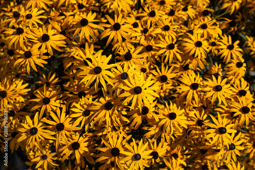 Foto Vibrant cluster of yellow rudbeckia coneflowers blooming outdoors in bright dayl