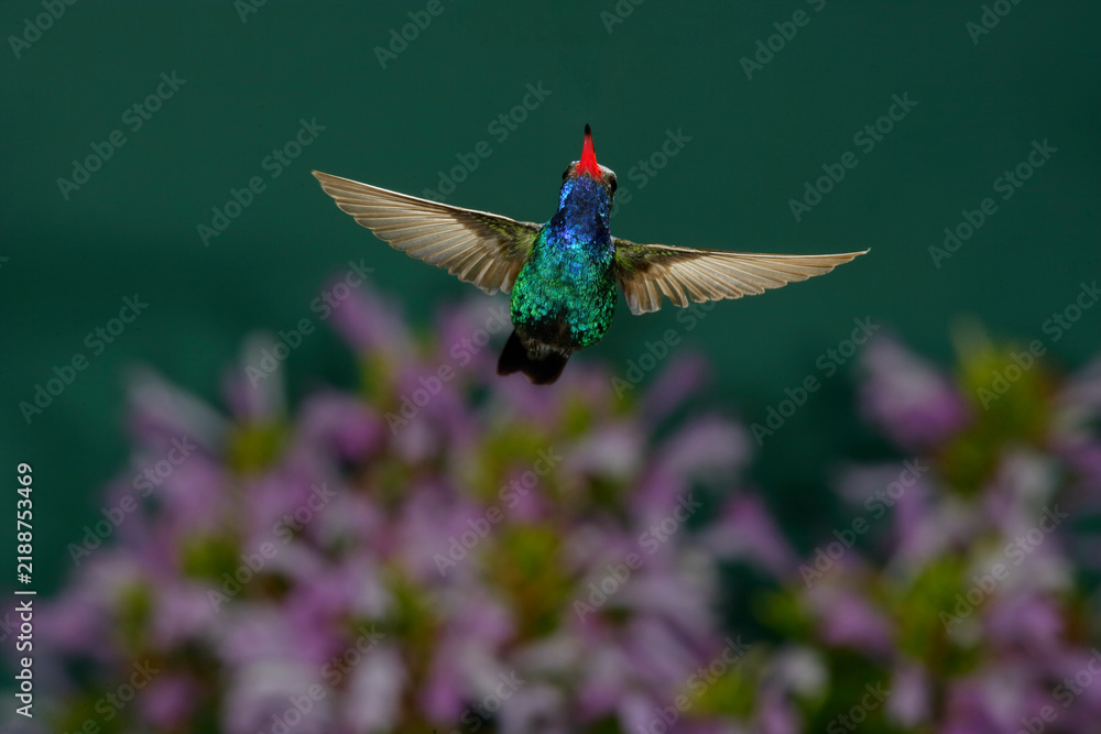 Obraz premium Broad-billed hummingbird in flight over bushes