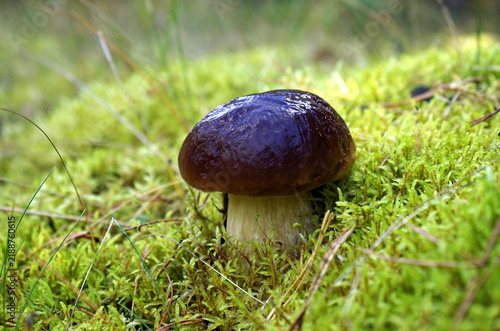 Mushroom in the moss