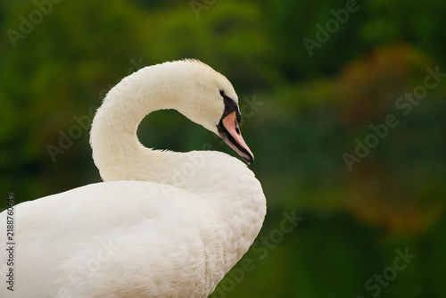Cuadro en lienzo Mute swan shown in close-up with its long neck gracefully curved toward its body against blurred background