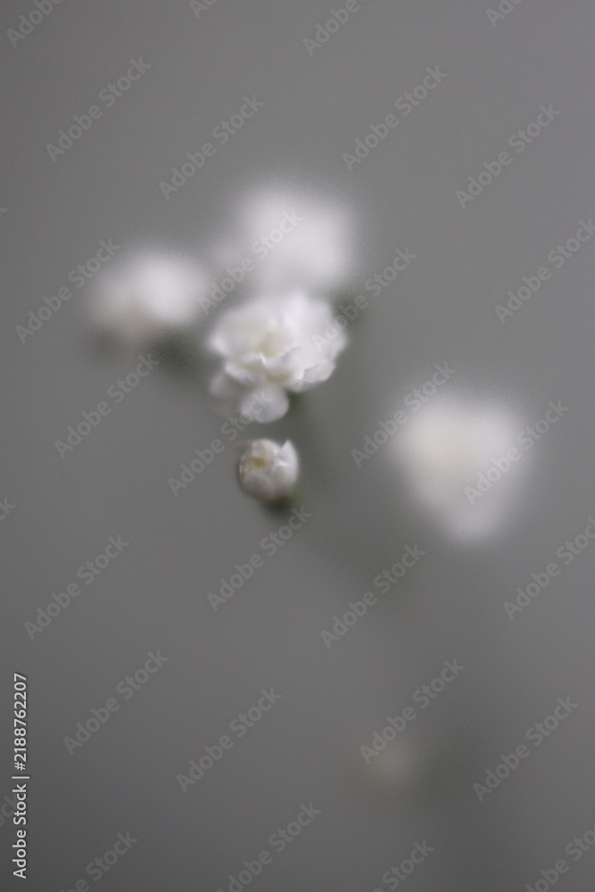 Obraz premium Smoke selected soft focus white carnation Flower through translucent matte frosted glass. Abstract natural blurred grain light fog background.