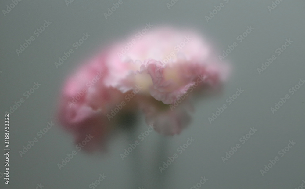 Obraz premium Smoke selected soft focus white pink Eustoma. Lisianthu, carnation Flower through translucent matte frosted glass. Abstract natural blurred grain light fog background.