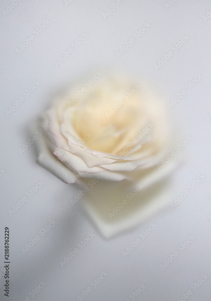 Obraz premium Smoke selected soft focus white Rose Flower through translucent matte frosted glass. Abstract natural blurred grain light fog background.