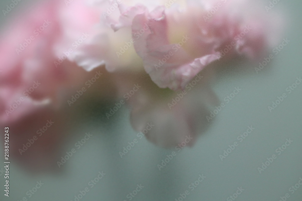 Obraz premium Smoke selected soft focus white pink Eustoma. Lisianthu, carnation Flower through translucent matte frosted glass. Abstract natural blurred grain light fog background.