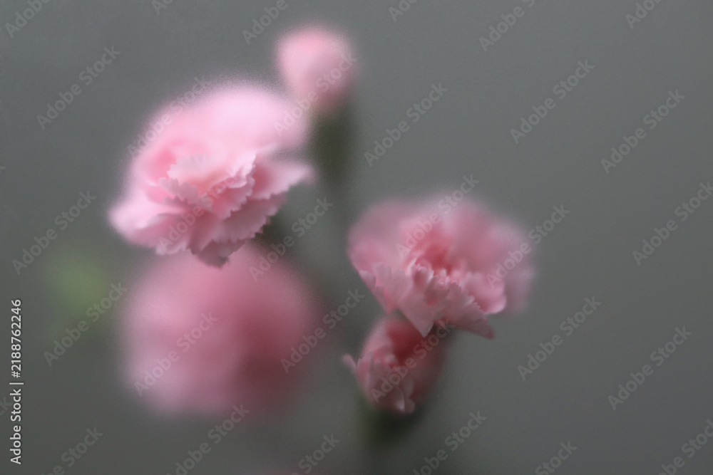 Obraz premium Smoke selected soft focus pink carnation Flower through translucent matte frosted glass. Abstract natural blurred grain light fog background.