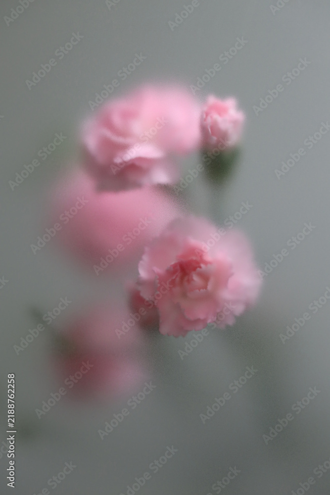 Obraz premium Smoke selected soft focus pink carnation Flower through translucent matte frosted glass. Abstract natural blurred grain light fog background.