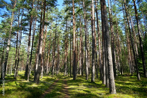 trees in the forest