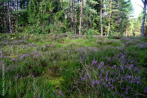 wild flowers in the forest