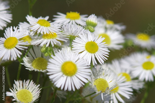 White flower