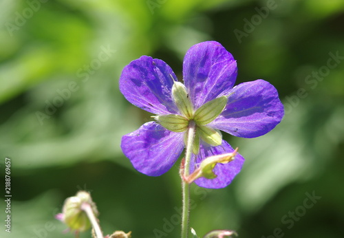close up of a blue flower