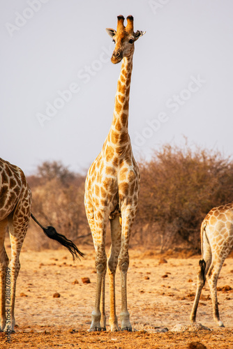 Giraffes Standing in Dry Savanna Landscape