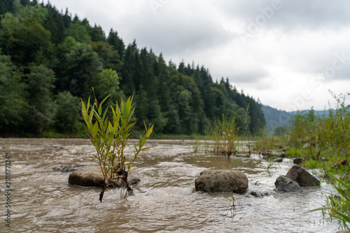 Muddy river flood with a small green plant resilient against the stream in the Carpathian Mountains, Ukraine. Flash flood water, soil erosion, and climate change impacts on European river ecosystems.