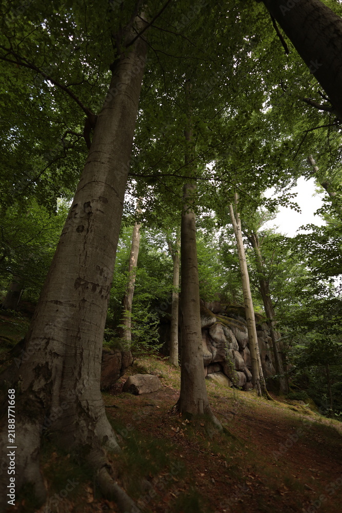 Fototapeta premium Forest trees and Stone Boulders