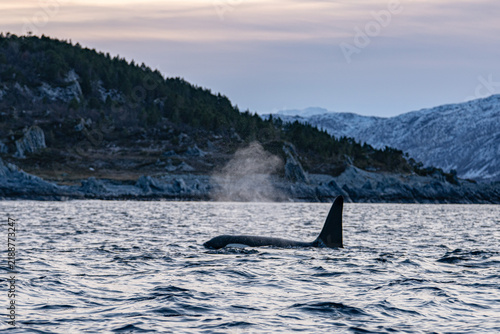 Cuadro en lienzo Orca surfacing in norway fjord during winter