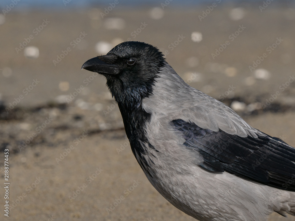 Obraz premium Close up portrait of hooded crow on blurry sand background