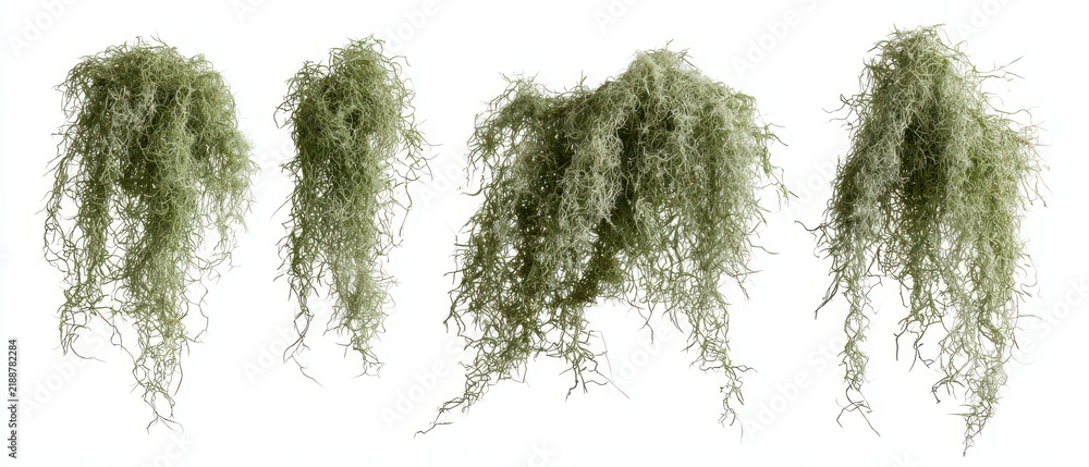 Obraz premium Set of dried pale green Spanish moss draped flat, botanical study, isolated on pure white background