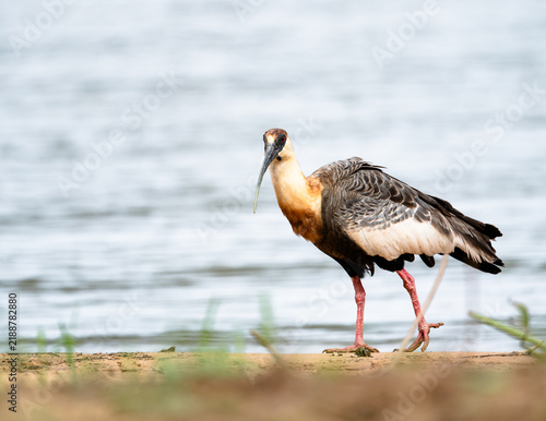 Konstfotografi buff-necked ibis