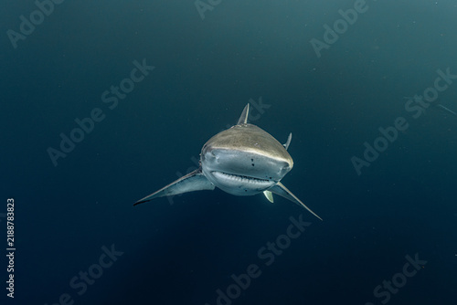 Cuadro en lienzo Bronze whaler shark swimming underwater during sardine run