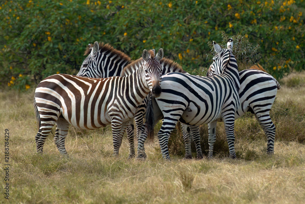 Fototapeta premium Herd of plains zebras. Kenya