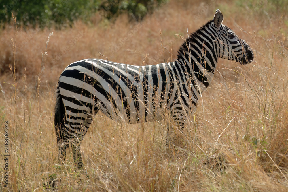 Obraz premium Plains zebra standing in tall, dry grass. Kenya