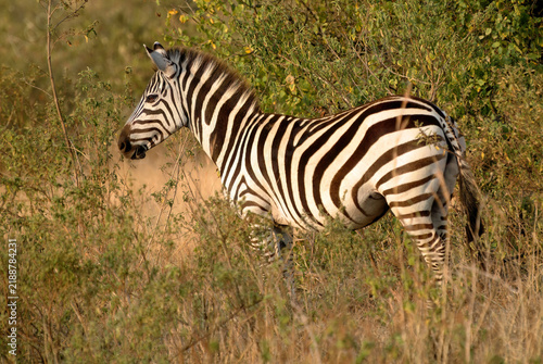 Photography Plains zebra standing in bush. Kenya
