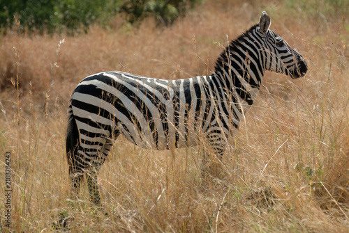 Photography Plains zebra standing in tall, dry grass. Kenya