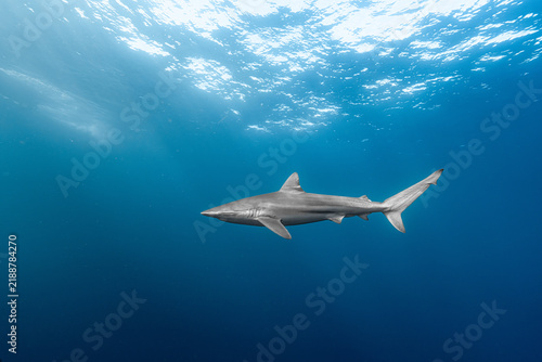 Fotografía Bronze whaler shark swimming deep blue ocean water