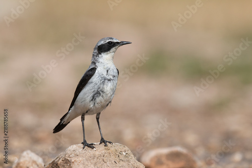 Northern Wheatear (Oenanthe oenanthe) Standing Upright on Stone in Mountain Environment