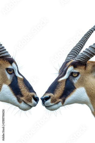 Two antelopes stand together in the grass, likely mates or siblings. vertical frame