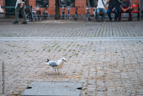 Фотография A single seagull stands on a cobblestone city street eating food scraps, representing urban wildlife adaptation and the coexistence of nature within a modern metropolitan environment