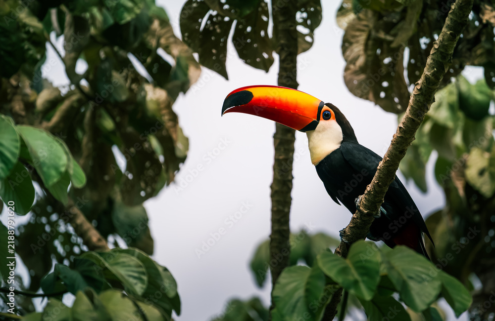 Obraz premium toucan in the tree