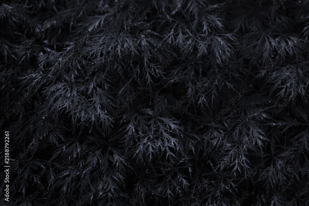 Fototapeta premium Dark Maple Foliage Texture with Moody Botanical Atmosphere