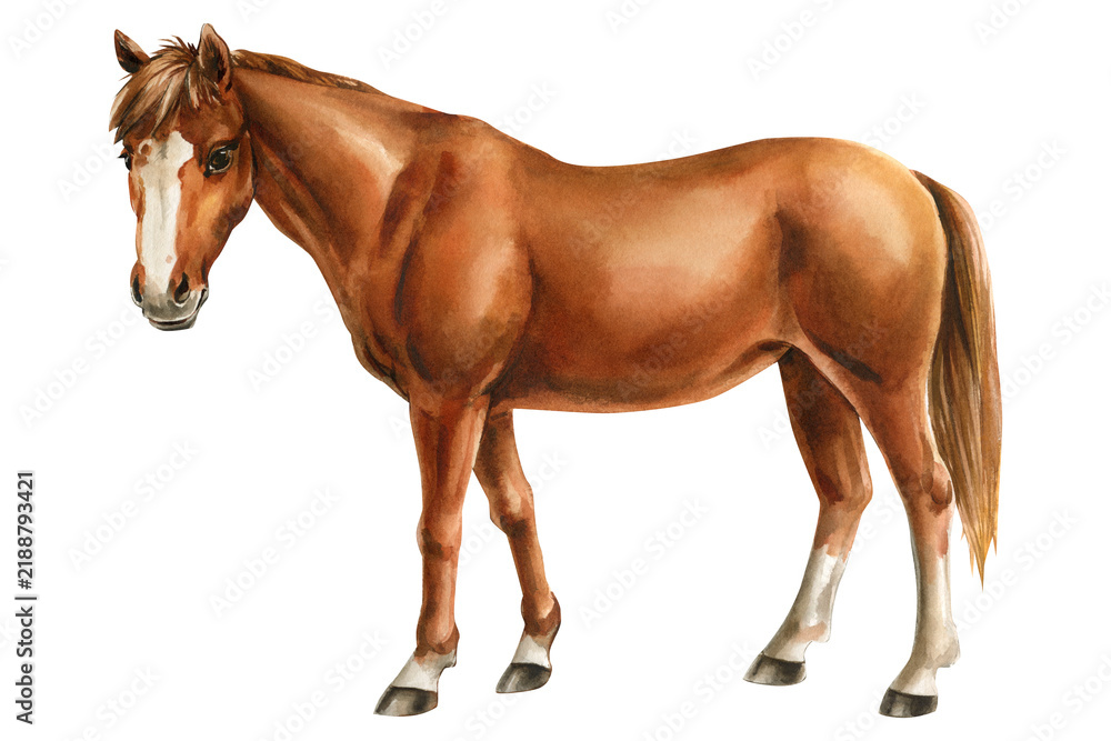 Fototapeta premium Chestnut Horse Watercolor Painting with White Blaze and Socks Standing Isolated on White Background for Farm and Equestrian Art