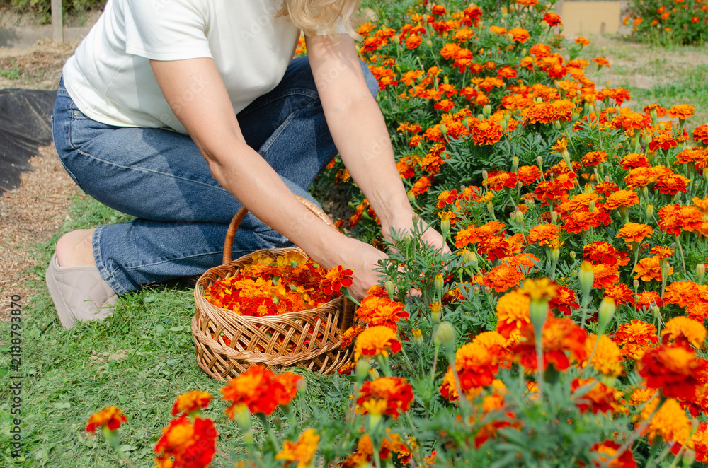Fototapeta premium Woman harvesting vibrant orange marigolds into a wicker basket in a sunny garden bed.