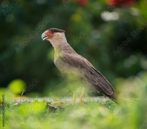 caracara bird