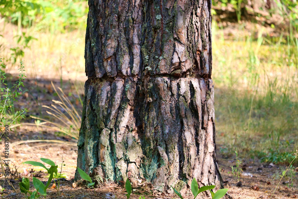 Obraz premium Tall pine tree in forest setting