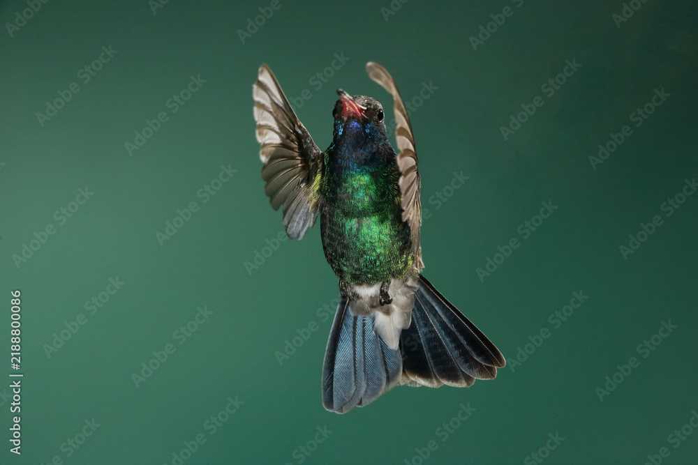 Fototapeta premium Broad-billed hummingbird in flight