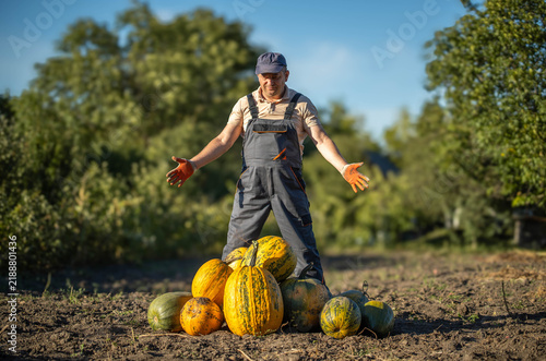 Plakat A joyful farmer stands proudly in a sunlit field surrounded by vibrant pumpkins. He raises his arms, celebrating the bountiful harvest on a clear day, showcasing nature's riches