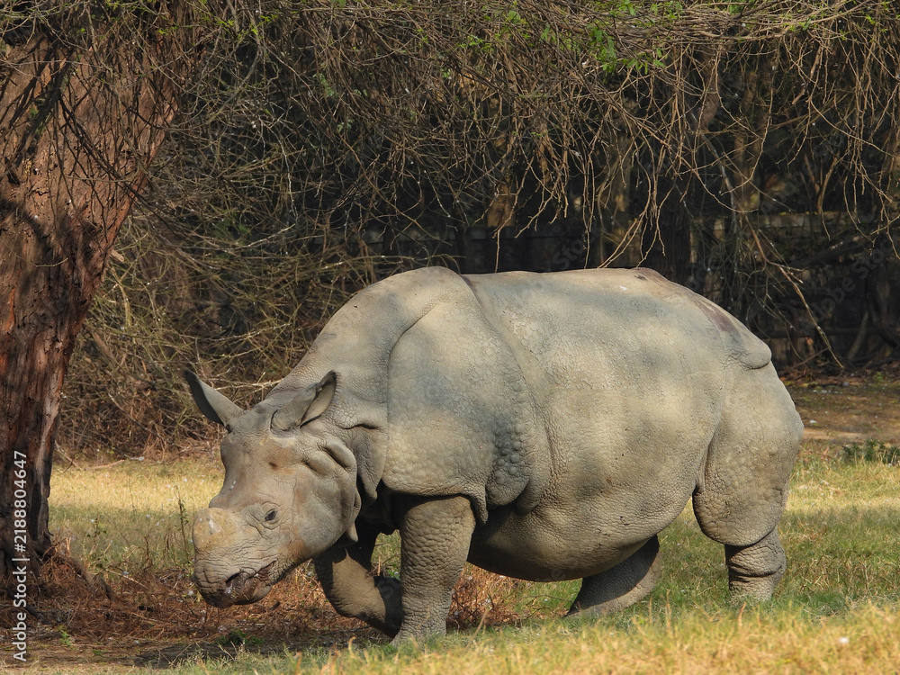 Obraz premium greater one-horned Indian rhinoceros walking