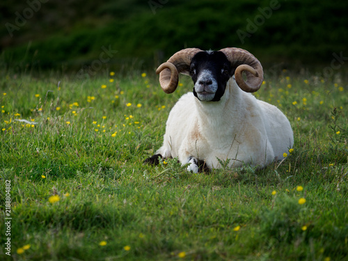 Принти на полотні Scottish Blackface Ram