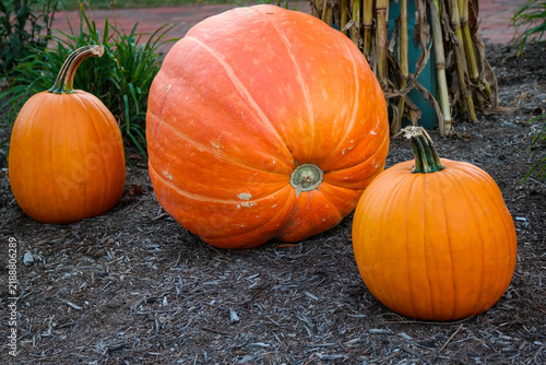 Картината върху платно Large pumpkin surrounded by smaller pumpkins in a garden during autumn