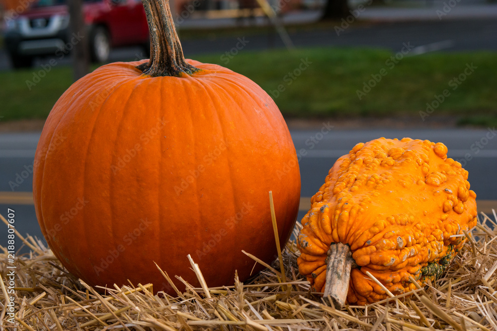 Fototapeta premium Pumpkin and warty gourd placed on straw near a road during autumn season
