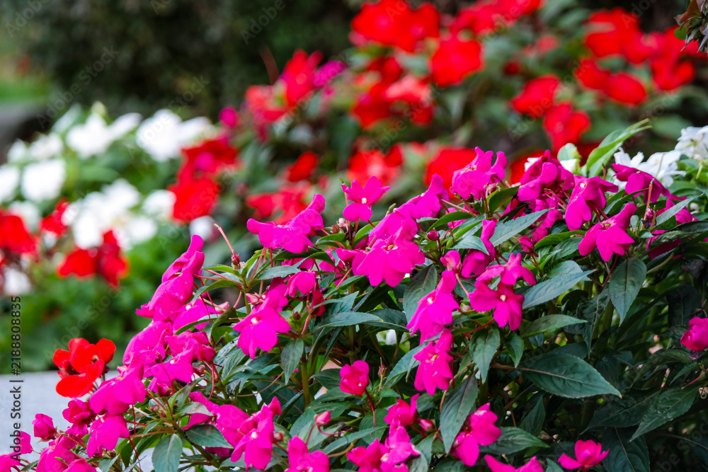 Naklejka premium Colorful flowers in a garden with pink, red, and white blooms during daylight hours