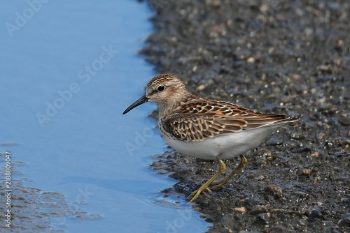 The least sandpiper (Calidris minutilla) is the smallest shorebird.